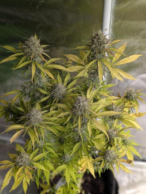Cotton Berry Rush Auto x3. Week 12