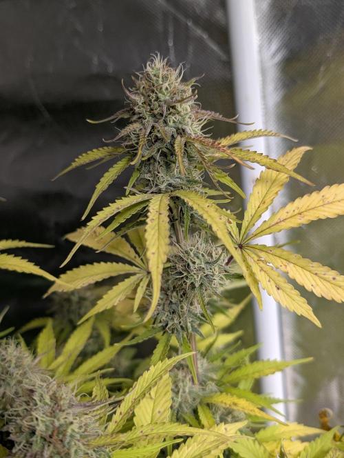 Cotton Berry Rush Auto x3. Week 12