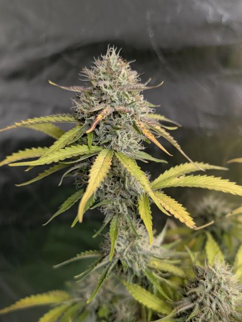 Cotton Berry Rush Auto x3. Week 12
