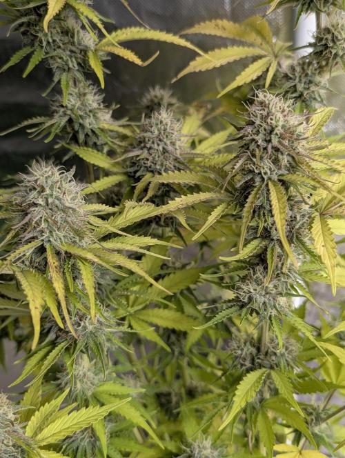 Cotton Berry Rush Auto x3. Week 12