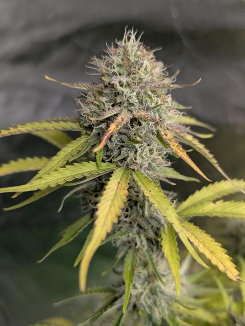 Cotton Berry Rush Auto x3. Week 12