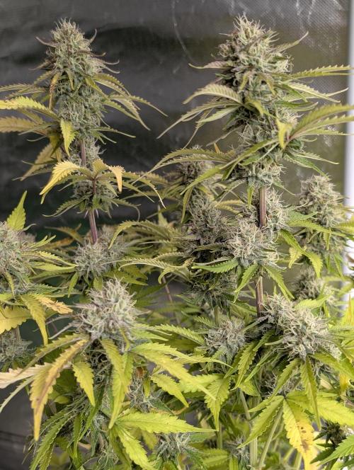 Cotton Berry Rush Auto x3. Week 12