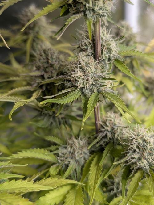 Cotton Berry Rush Auto x3. Week 12