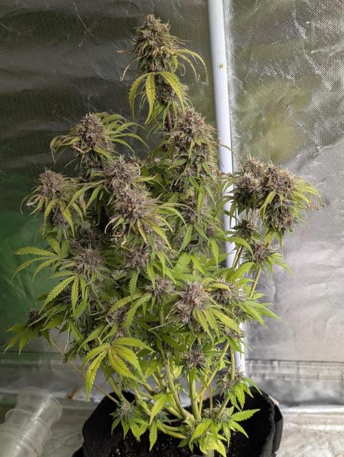 Cotton Berry Rush Auto x3. Week 12 - N2