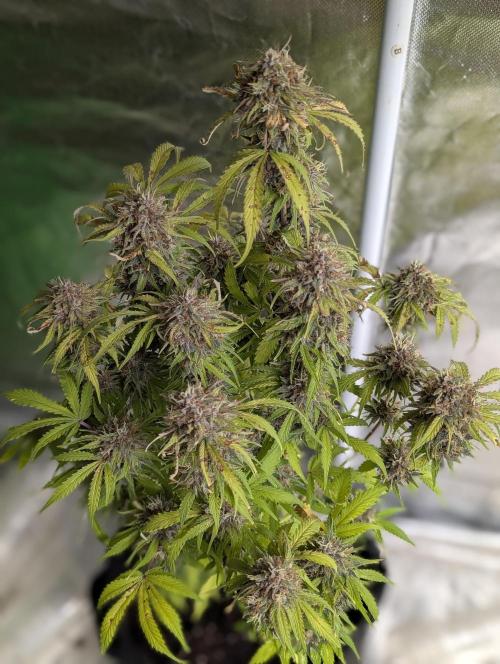 Cotton Berry Rush Auto x3. Week 12