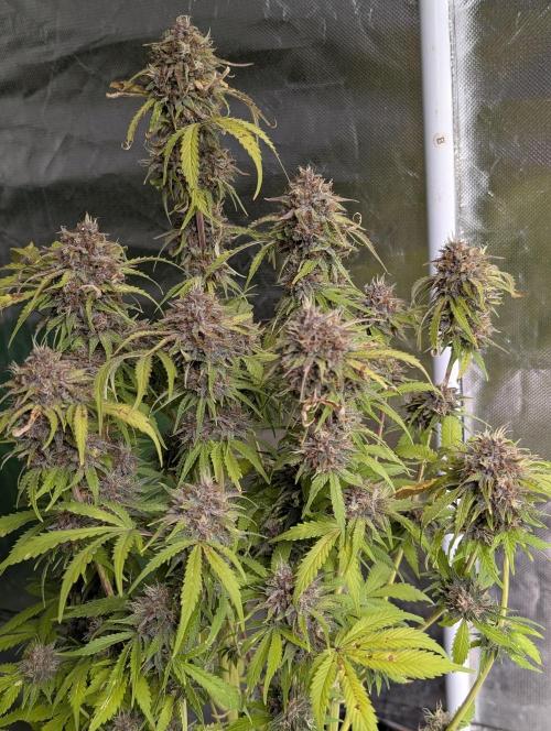 Cotton Berry Rush Auto x3. Week 12