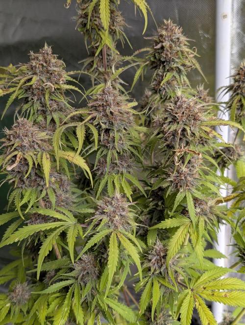 Cotton Berry Rush Auto x3. Week 12