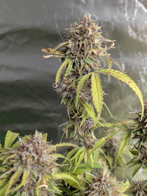 Cotton Berry Rush Auto x3. Week 12