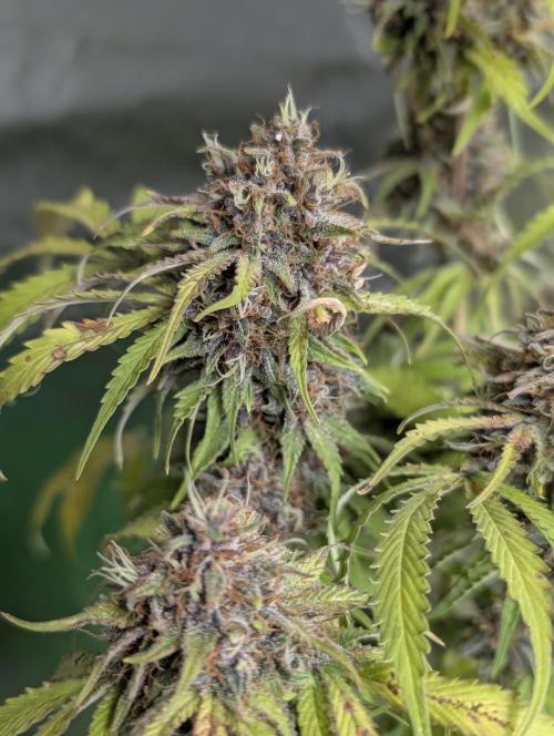 Cotton Berry Rush Auto x3. Week 12