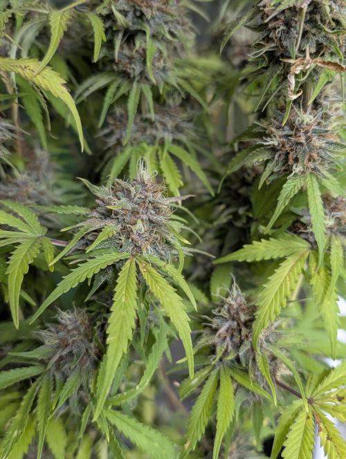 Cotton Berry Rush Auto x3. Week 12