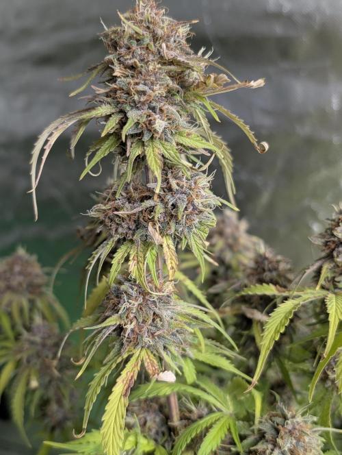 Cotton Berry Rush Auto x3. Week 12
