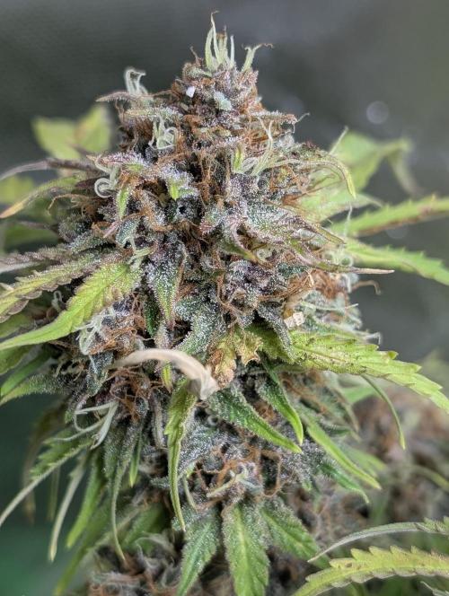 Cotton Berry Rush Auto x3. Week 12 - N3