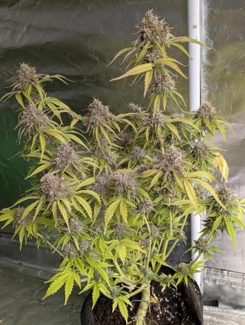 Cotton Berry Rush Auto x3. Week 12