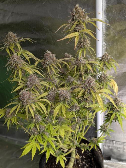 Cotton Berry Rush Auto x3. Week 12