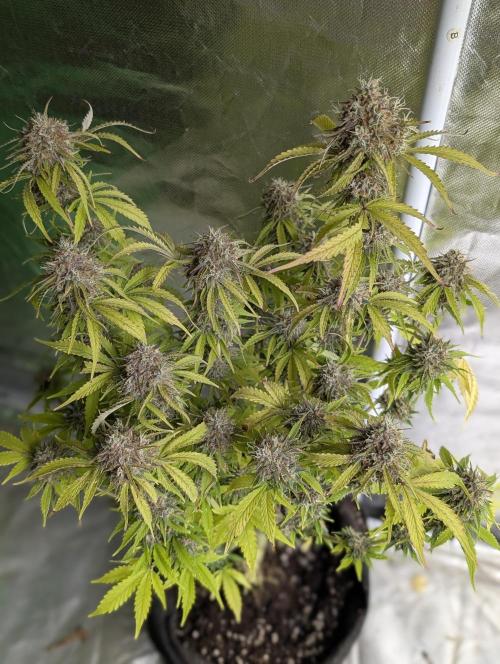 Cotton Berry Rush Auto x3. Week 12