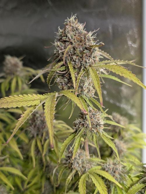 Cotton Berry Rush Auto x3. Week 12