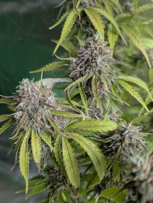 Cotton Berry Rush Auto x3. Week 12