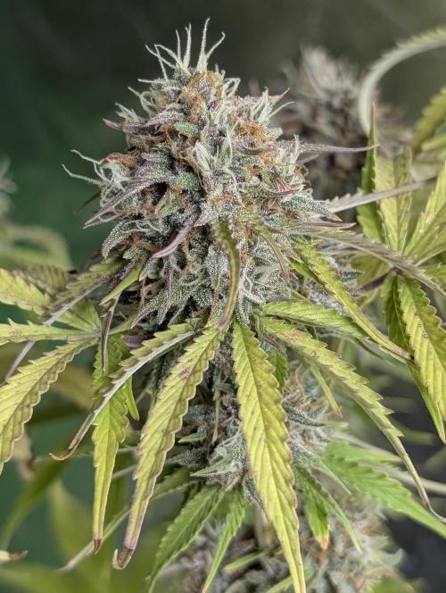 Cotton Berry Rush Auto x3. Week 12