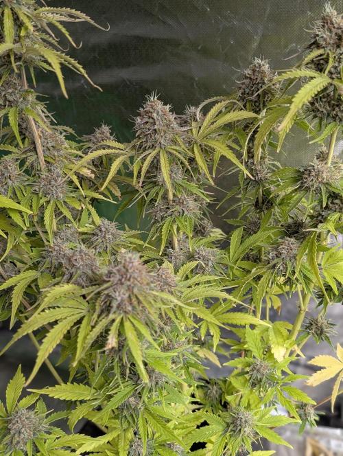 Cotton Berry Rush Auto x3. Week 12