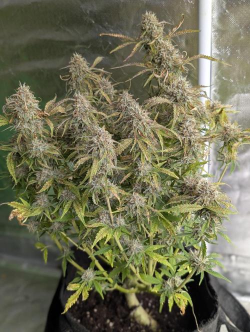 Cotton Berry Rush Auto x3. Week 12 - N4