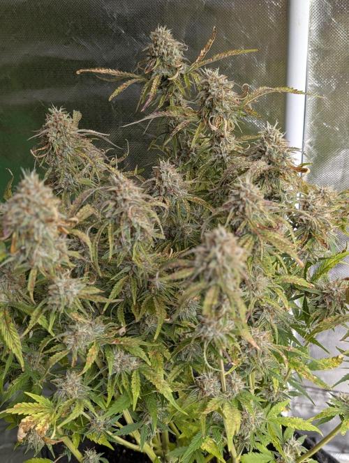 Cotton Berry Rush Auto x3. Week 12