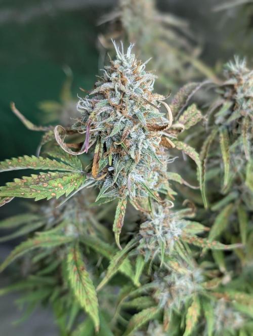 Cotton Berry Rush Auto x3. Week 12