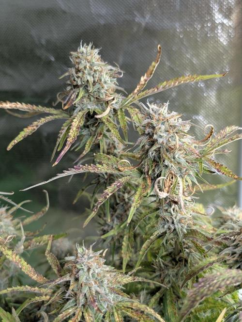 Cotton Berry Rush Auto x3. Week 12