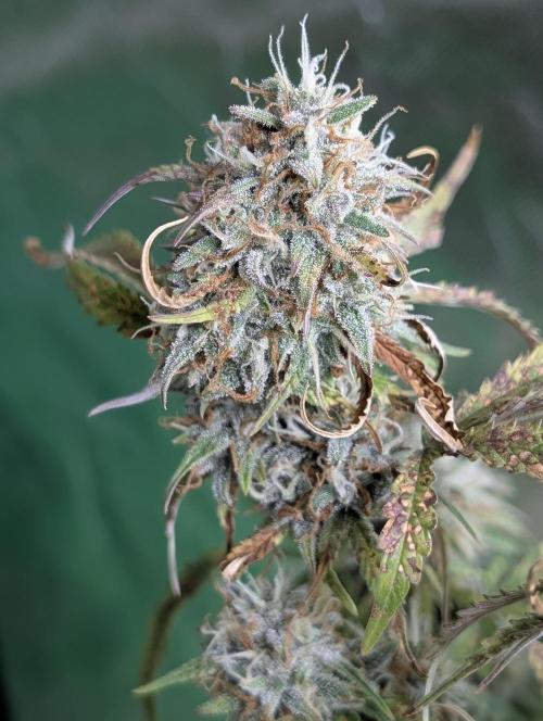 Cotton Berry Rush Auto x3. Week 12