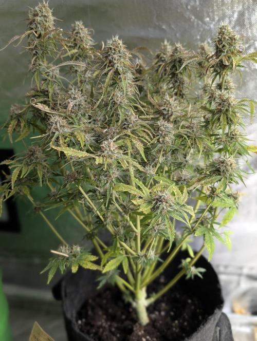 Cotton Berry Rush Auto . Week 12