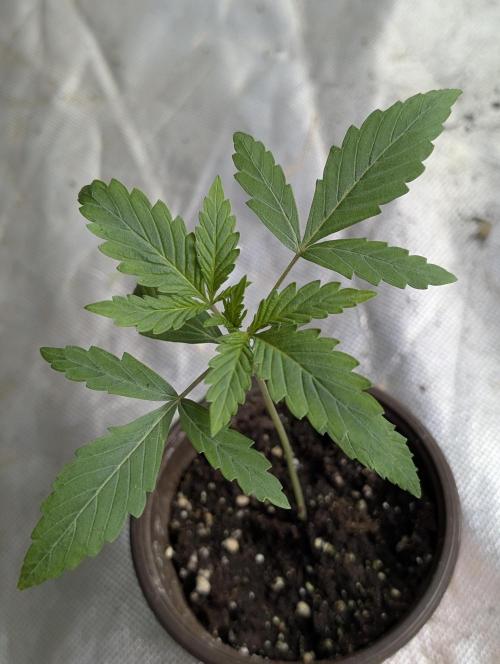 Frosted Guava Auto x3. Week 2 - 1
