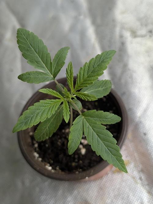 Frosted Guava Auto x3. Week 2 - 2