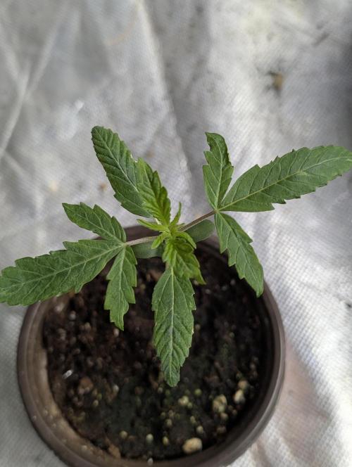 Frosted Guava Auto x3. Week 2 - 3