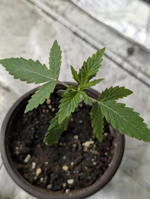 Frosted Guava Auto x3. Week 2 - 1