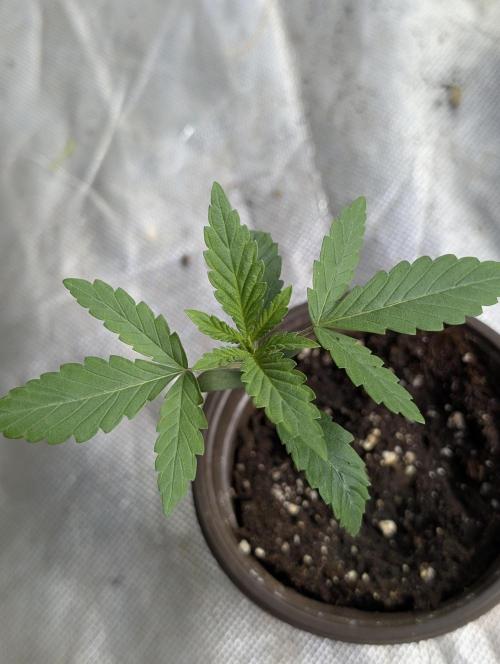 Frosted Guava Auto x3. Week 2 - 2