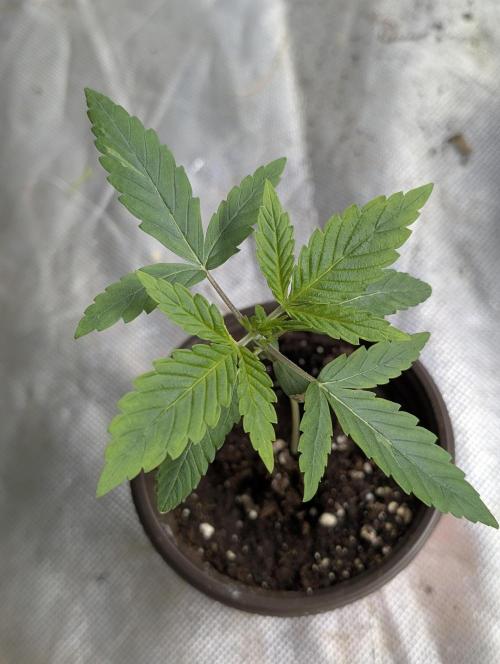 Frosted Guava Auto x3. Week 2 - 3