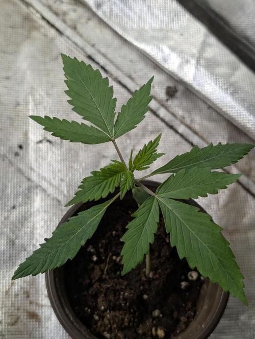 Frosted Guava Auto x3. Week 2