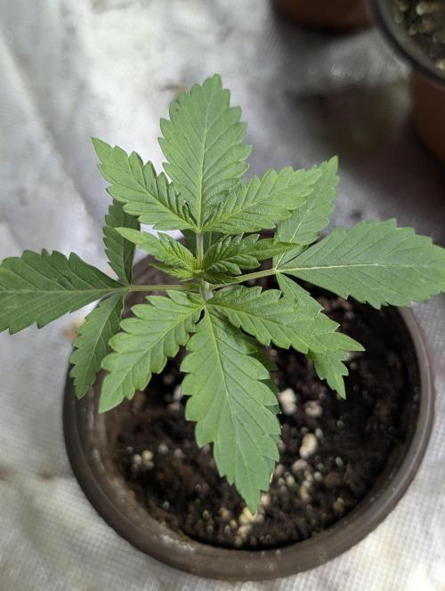 Guava X Gelato 41. Week 2 - 1