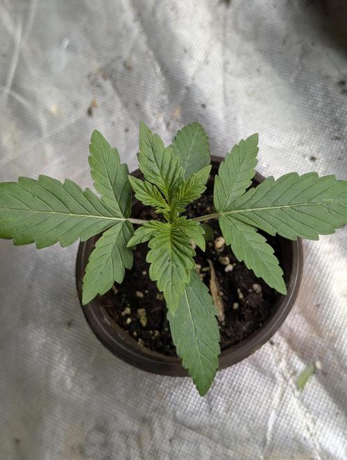 Guava X Gelato 41. Week 2 - 2