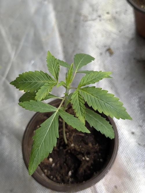 Guava X Gelato 41. Week 2 - 3
