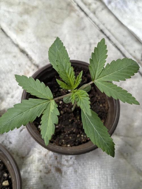 Guava X Gelato 41. Week 2 - 4