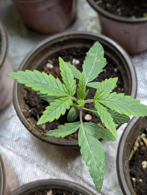 Guava X Gelato 41 x3. Week 2 - 2