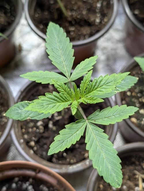 Guava X Gelato 41 x3. Week 2 - 3
