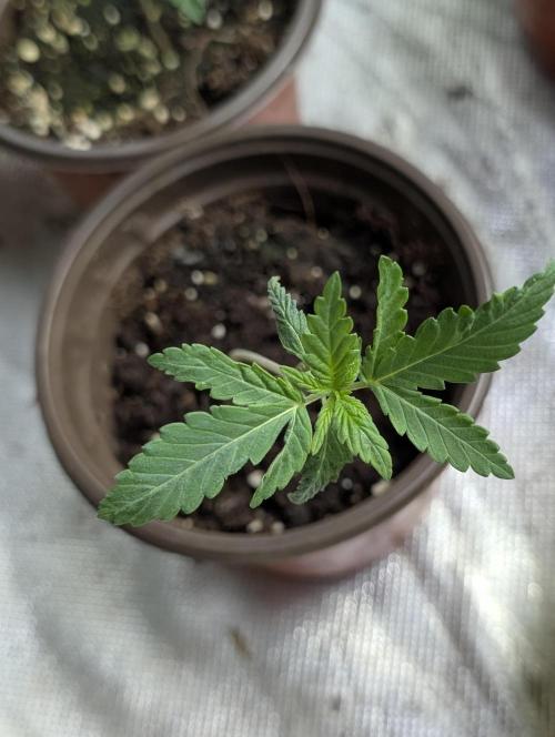 Guava X Gelato 41 x3. Week 2 - 1