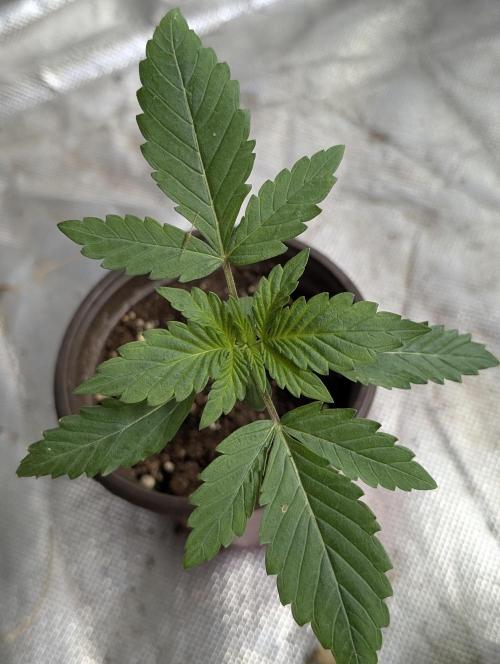Guava X Gelato 41 x3. Week 2 - 2