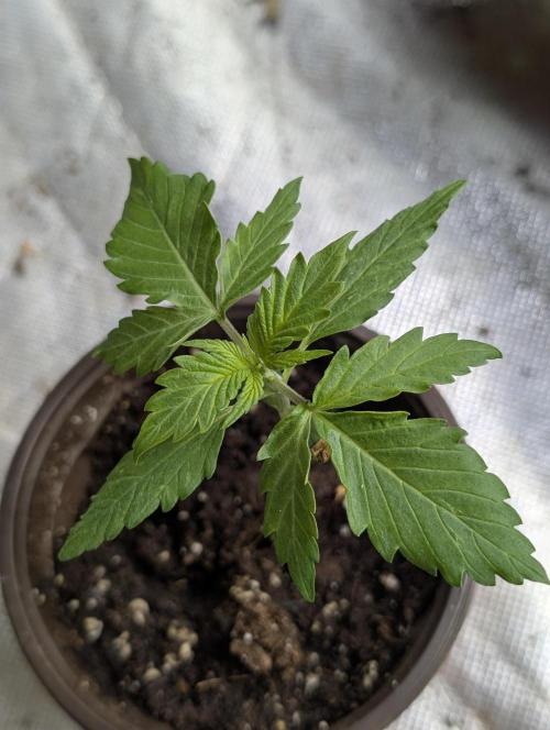 Sweet Mango Auto x4. Week 2 - 1