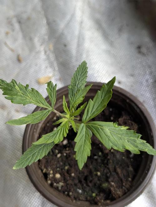 Sweet Mango Auto x4. Week 2 - 2