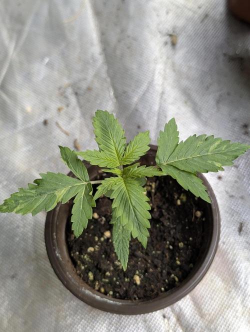 Sweet Mango Auto x4. Week 2 - 3
