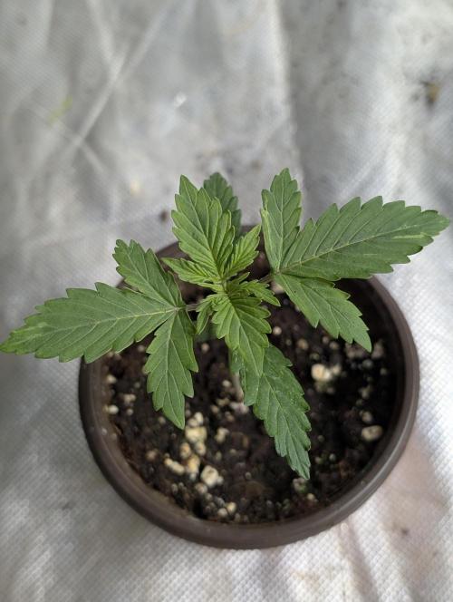 Sweet Mango x3. Week 2 - 1