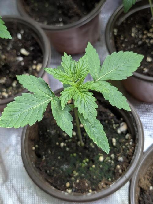 Sweet Mango x3. Week 2 - 2