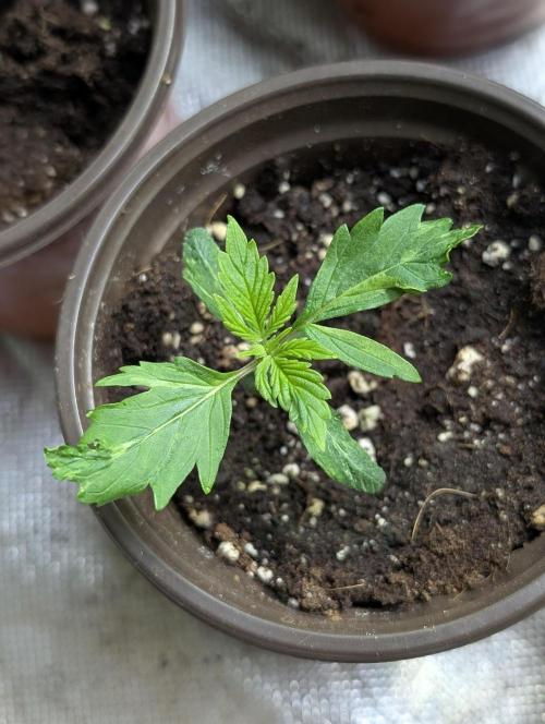 Sweet Mango x3. Week 2 - 3